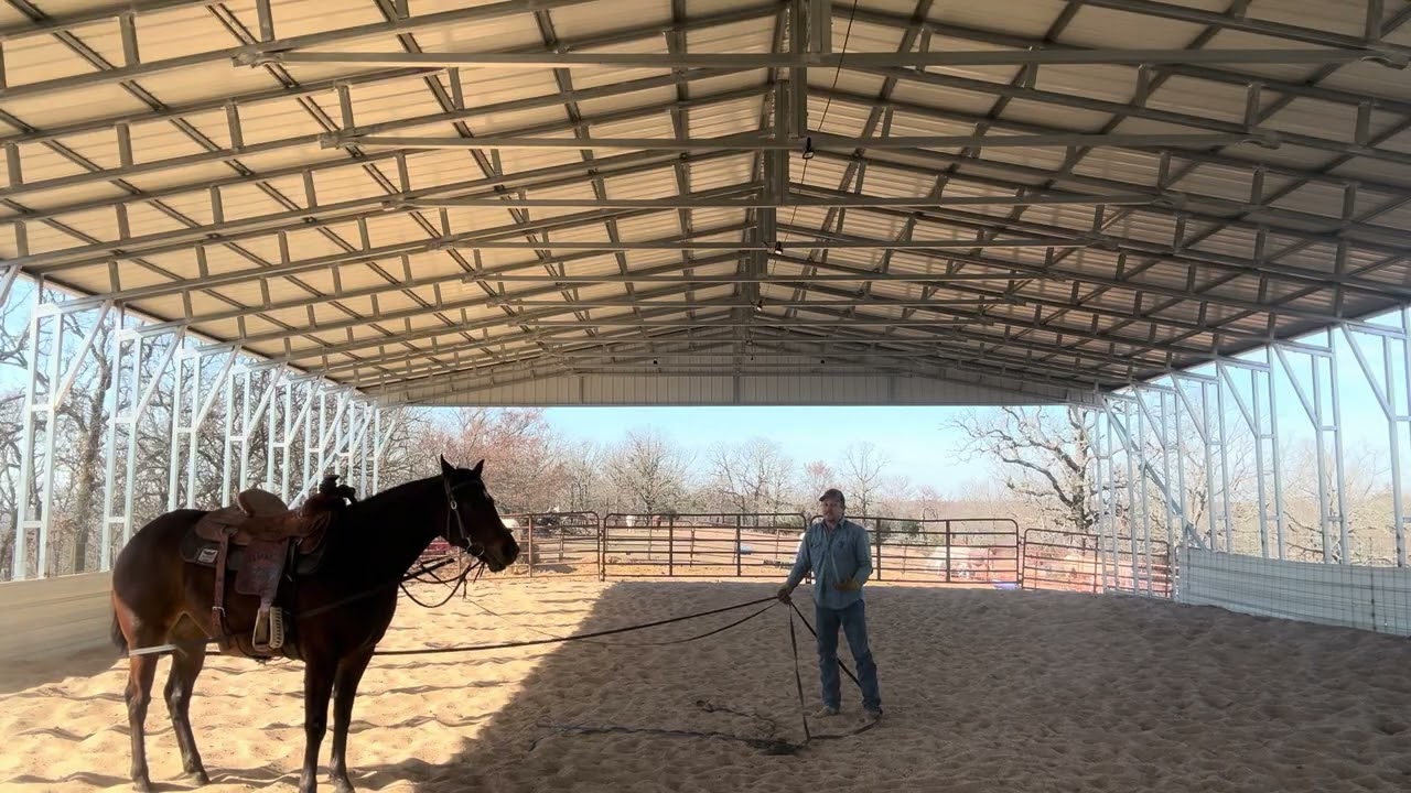 Bay mare’s 2nd work 😍