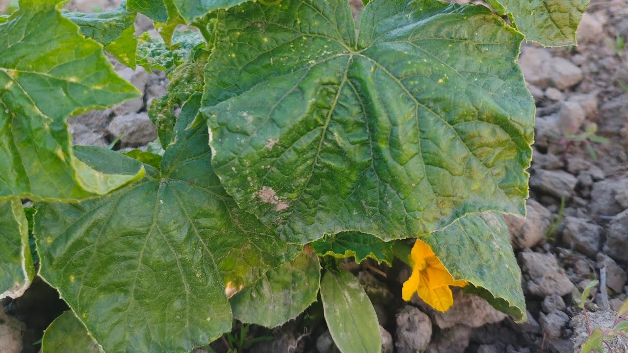 Thabi da yamna taganba leina Downy milkdew fungus