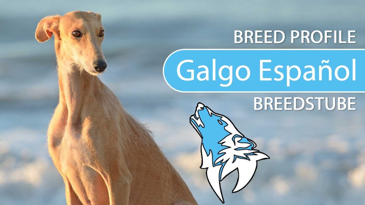 ► Galgo Español Breed [2020] Temperament & Training