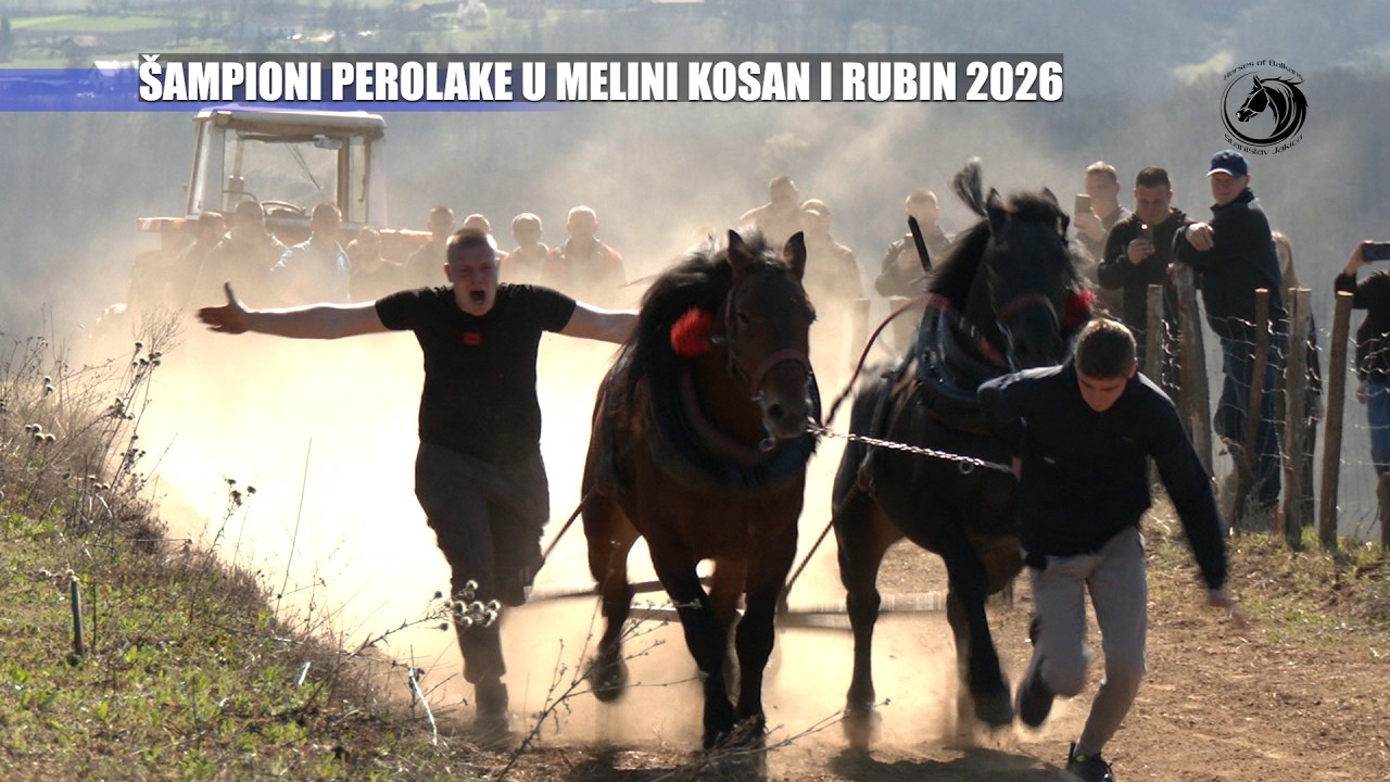 - ANĐELIĆ UZORAO PEROLAKU U MELINI -