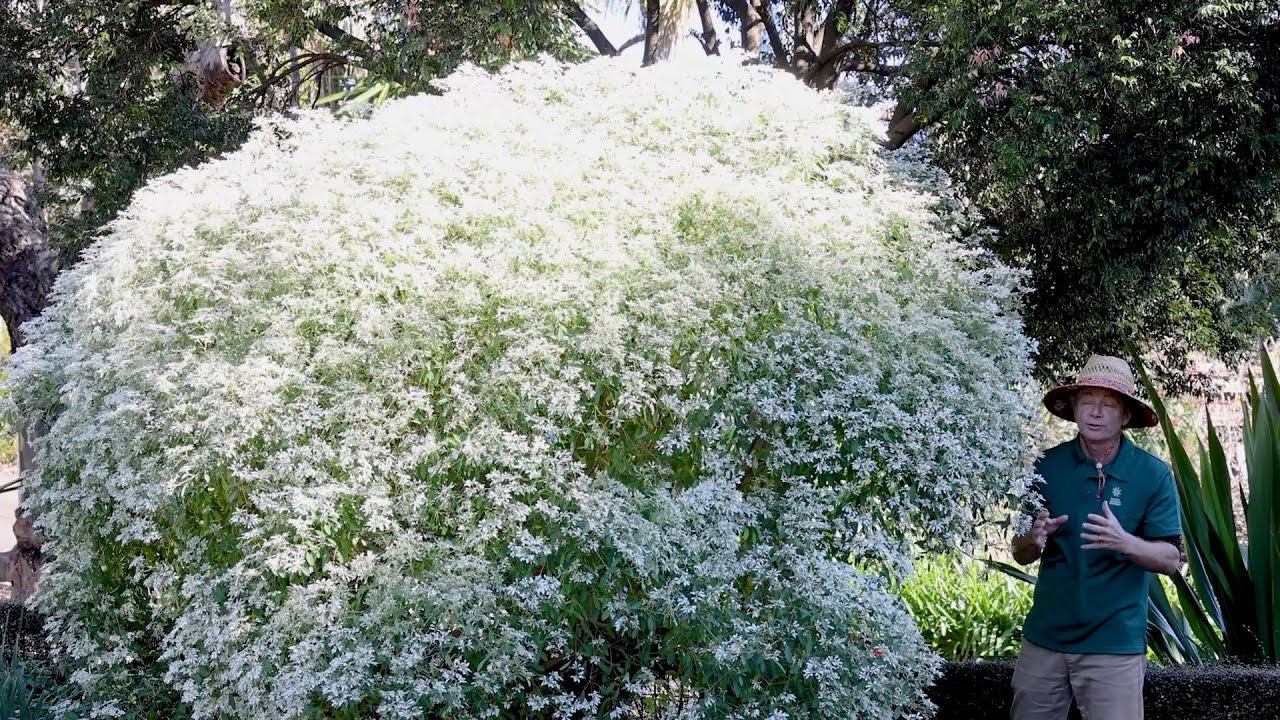 Paul's Picks: Snow flake bush (Euphorbia leucocephala) and poinsettia (Euphorbia pulcherrima)