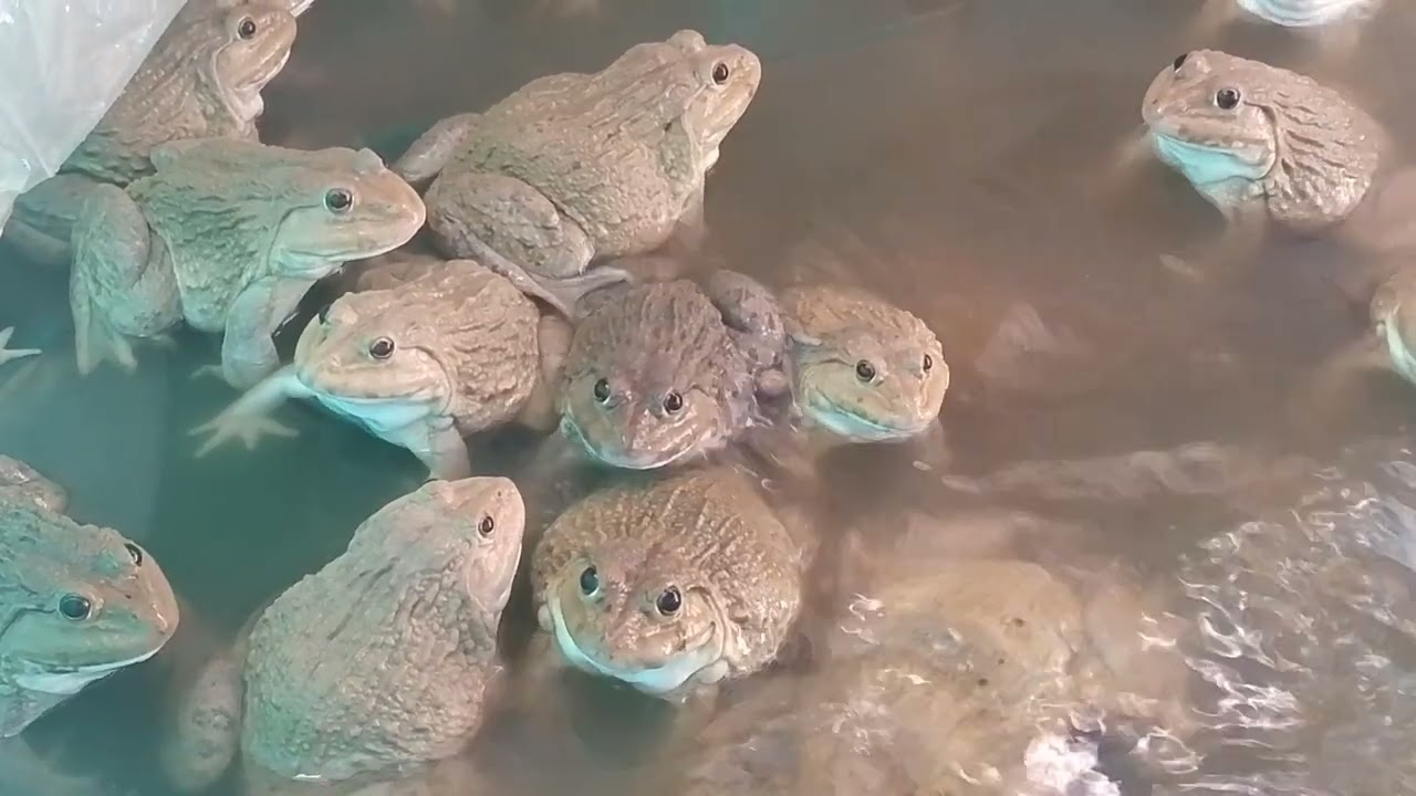 Frog parents ready to breed next month#frog#Tang Chun 