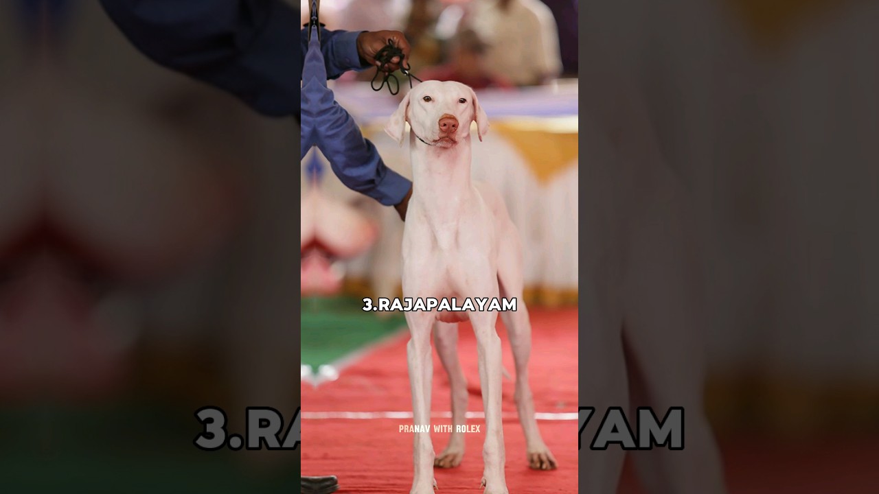 Top 10 Indian dog breed in the world🇮🇳Which one is your favorite?🐶