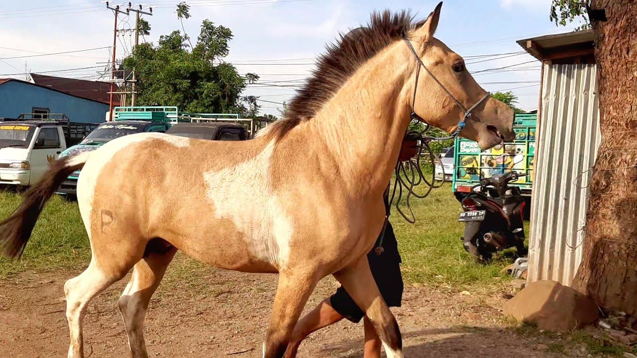 THE ARRIVAL OF THE BIG HORSE AND THE PROCESS OF LOWERING IT FROM THE CAR