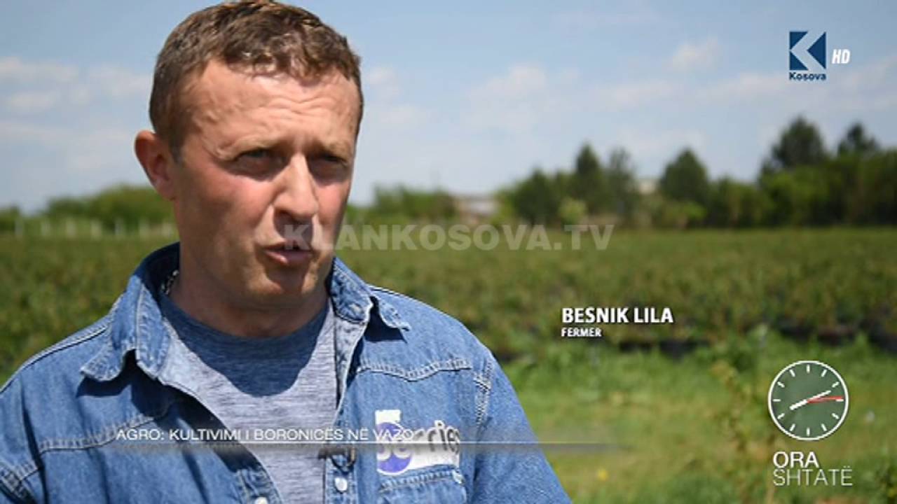 Ora 7 - Kultivimi i sofistikuar i boronicës në vazo dhe ambient të hapur - Klan Kosova