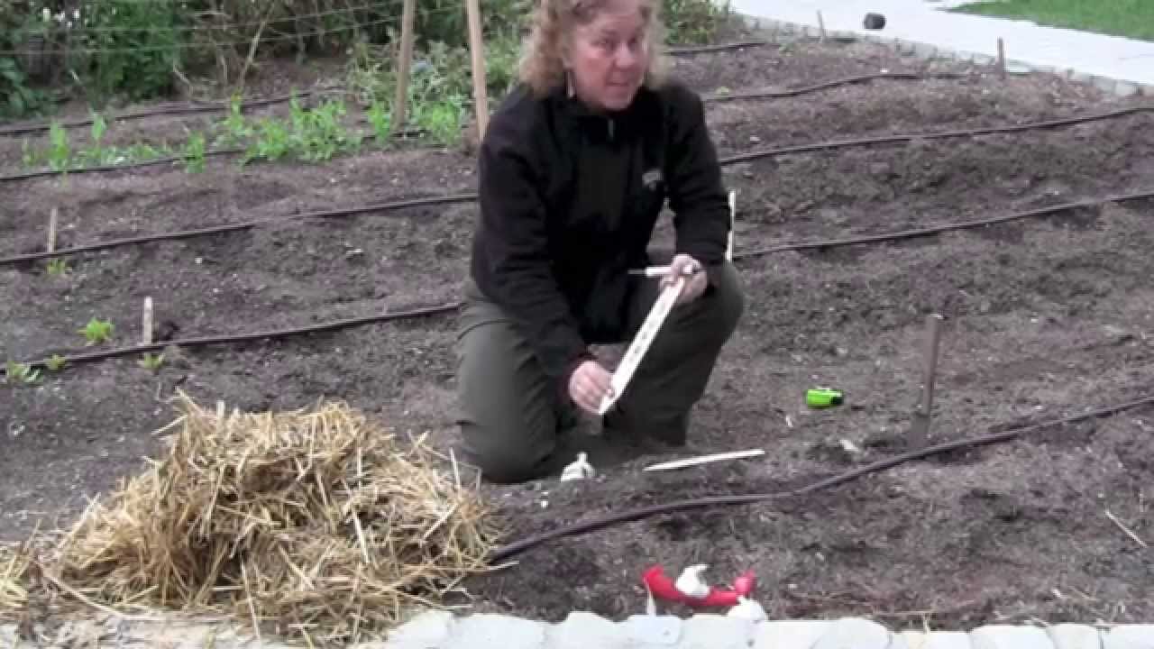 Learn How And When To Plant Garlic Bulbs | Seeds Of Change