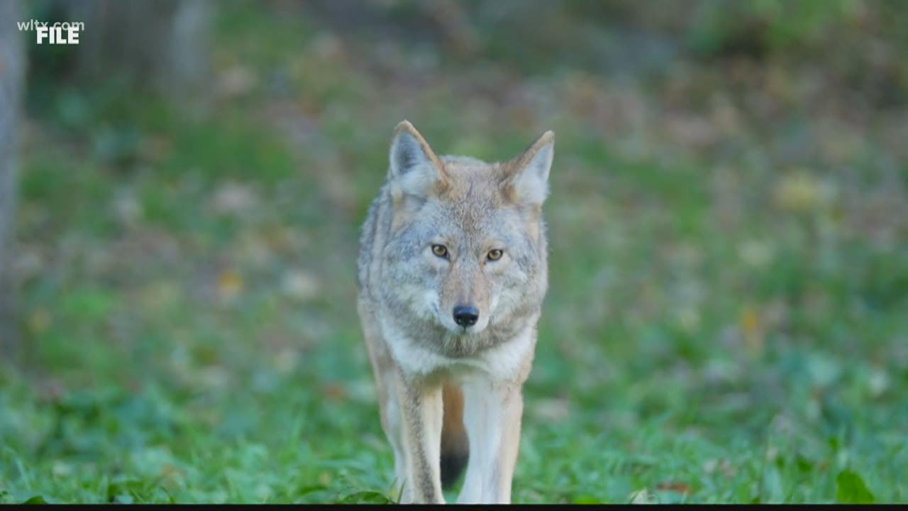 What to do if you spot a coyote