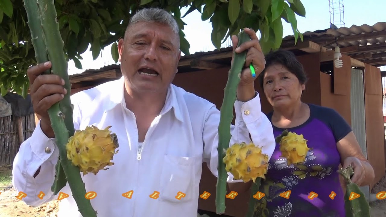 PITAJAYA CULTIVO ALTERNATIVO EN TOCACHE