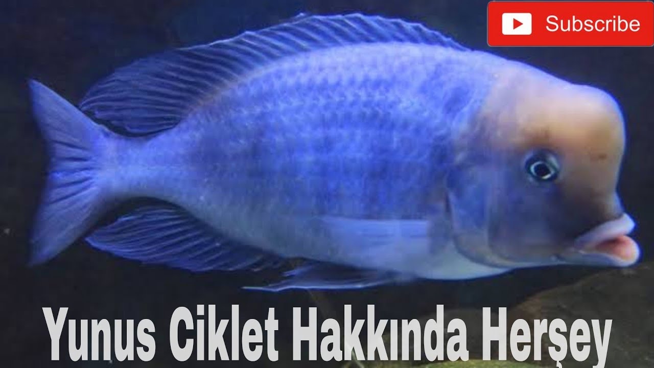 Yunus ciklet balıkları hakkında herşey.