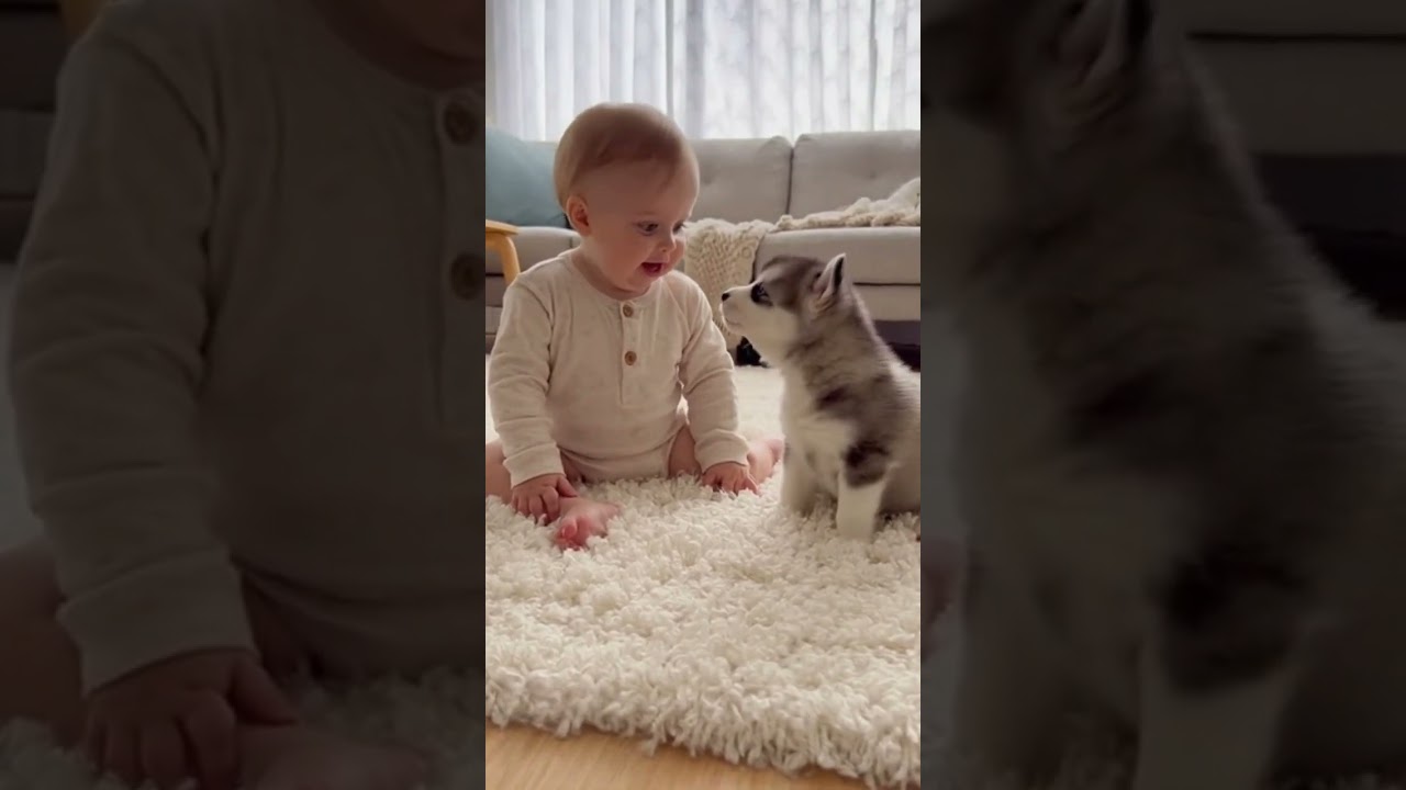 When a Puppy Makes a Baby Laugh Nonstop 😂💛 | The Golden Retriever Giggle Challenge
