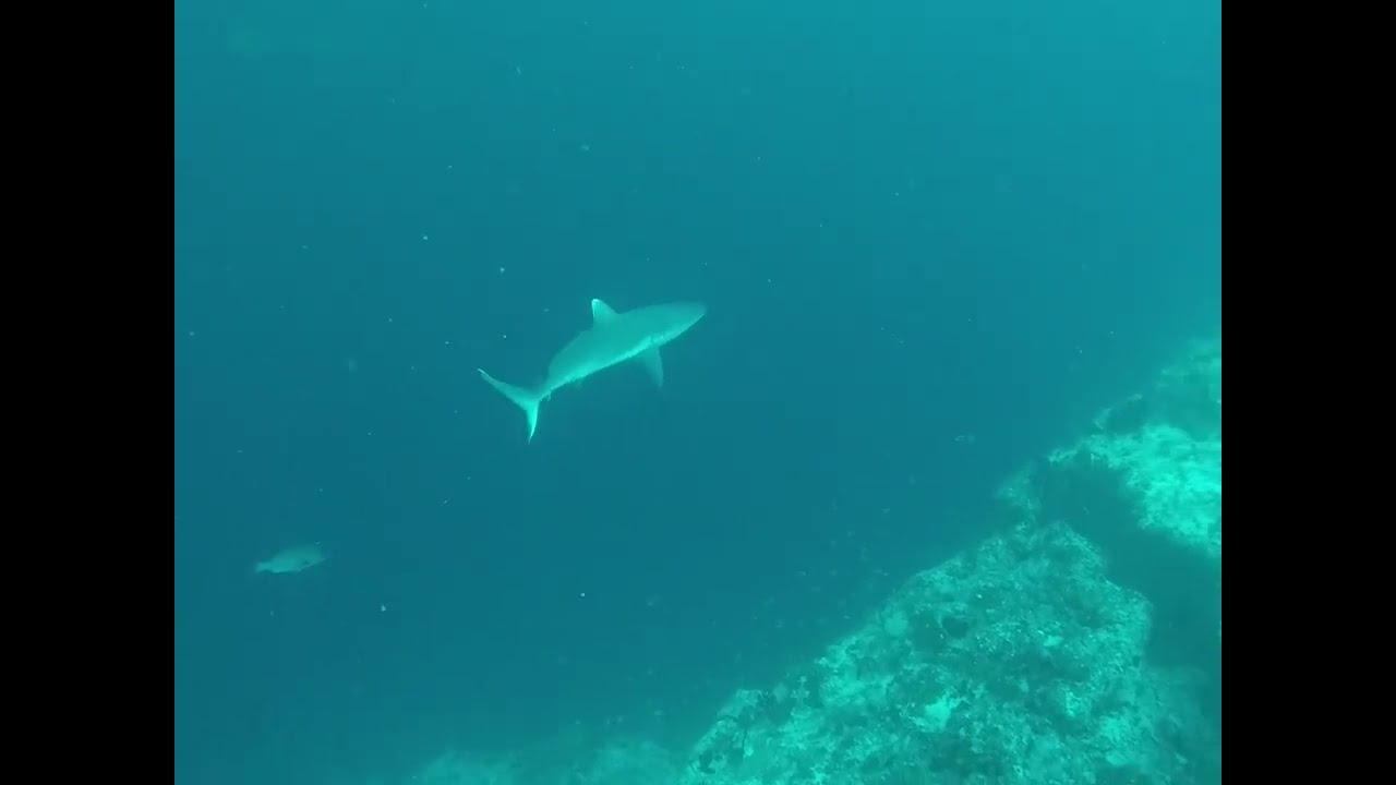 Maldives Diving (Kuredu)