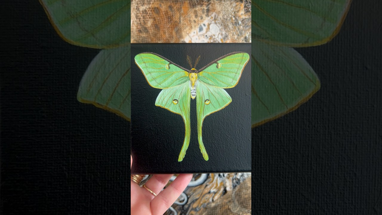 Luna Moth Painting #acrylicpainting #moth #art #painting #artist