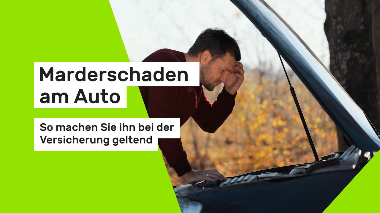 Marderschaden am Auto: So machen Sie ihn bei der Versicherung geltend