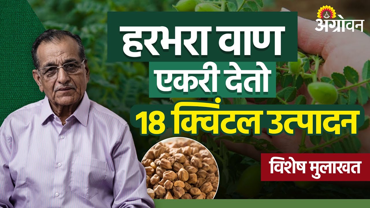 Chana Sowing : हरभऱ्याचे भरपूर उत्पादन देणारे कोणते वाण आहेत ? Rajaram Deshmukh