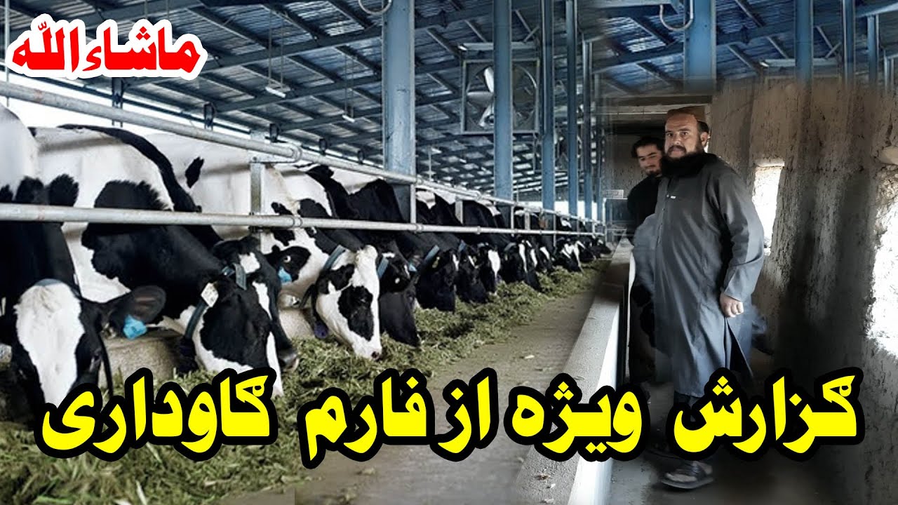 چطور میتانیم از فارم ګو منافعه دریافت کنیم ستر جنرال مبین خان