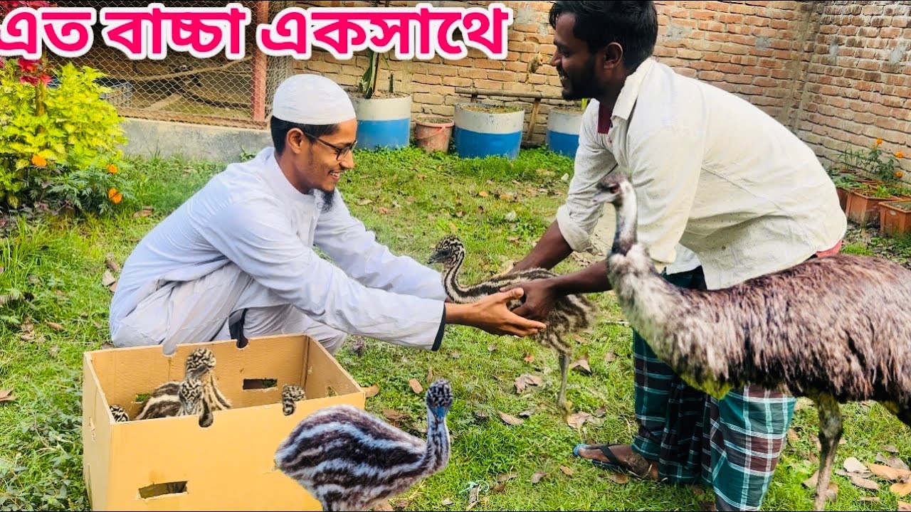 ইমু পাখি এনে খামার ভরে ফেলেছি ,emu Bird farming ( emu bird )6 emu bird farming in Mymensingh.