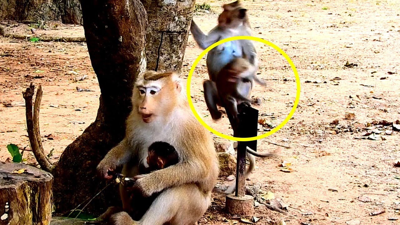 What Happened? Rose Monkey Feeling Not Safe When Julina Monkey Steal Attac-k Annya Monkey Behind.