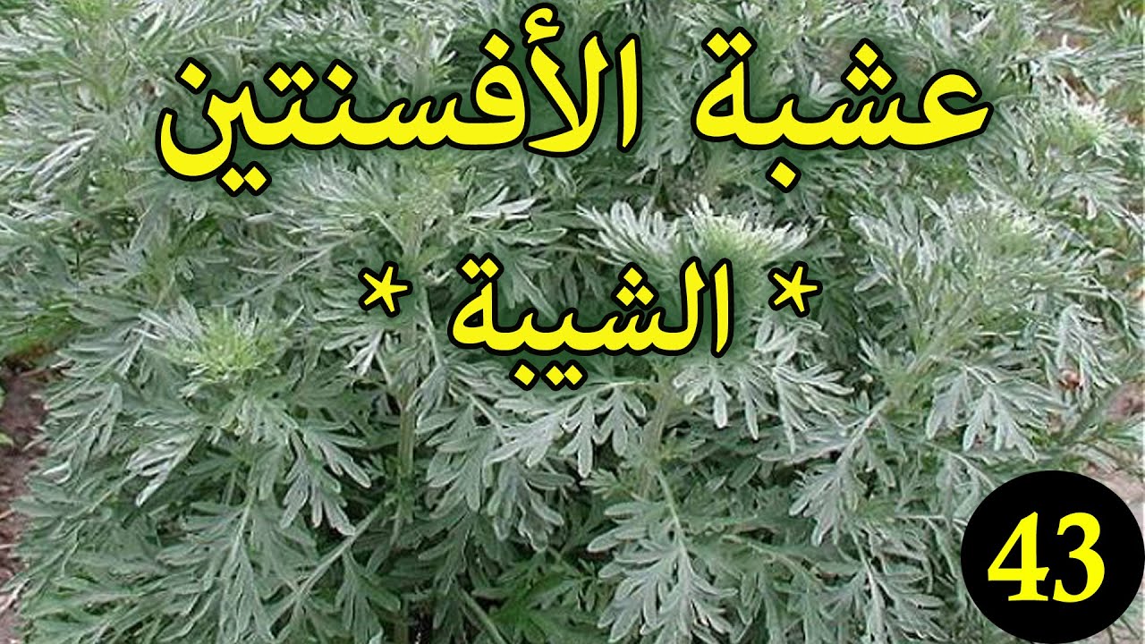 الأفسنتين  العشبة 43 من السلسلة التعريفية بالأعشاب الموجودة في المغرب الشيبة