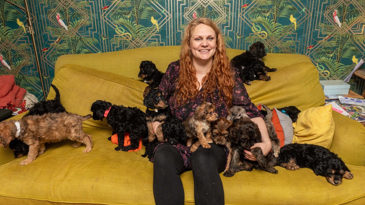 Dog gives birth to record-breaking £22k puppy litter | SWNS