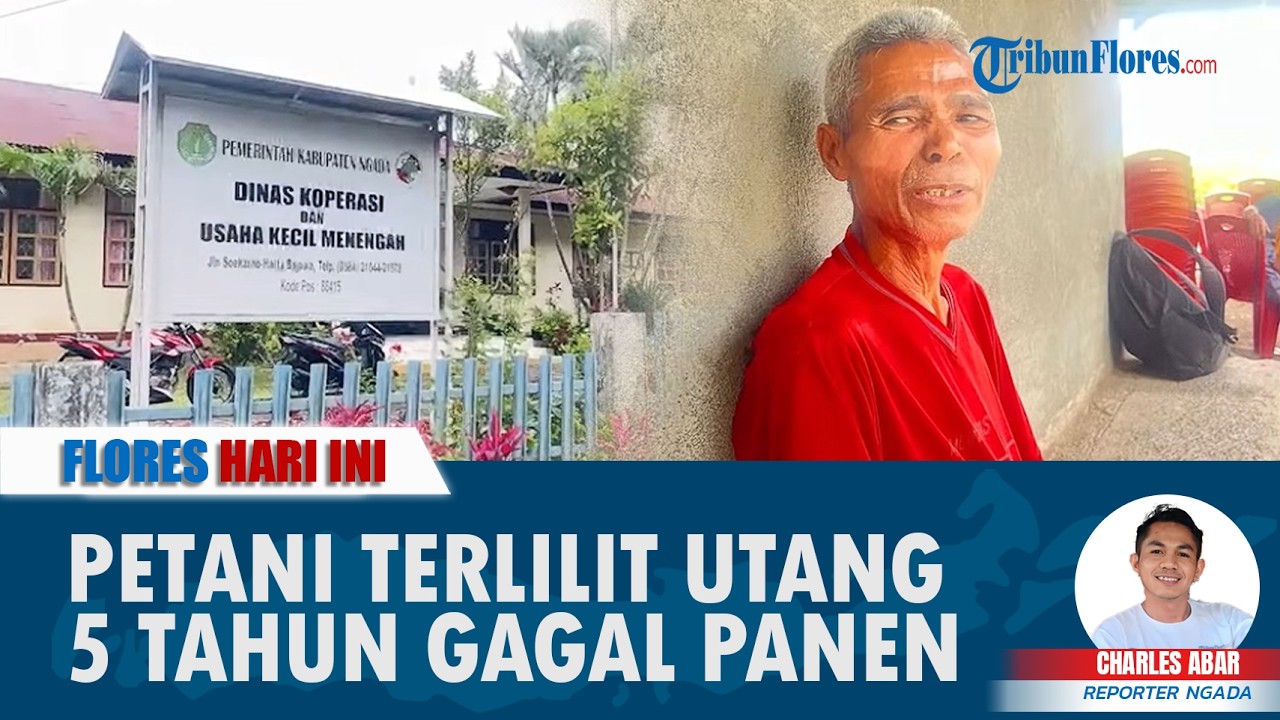 FLORES HARI INI: Terlilit Utang, Derita Petani di Ngada Alami Gagal Panen Terpaksa Ambil Pinjaman