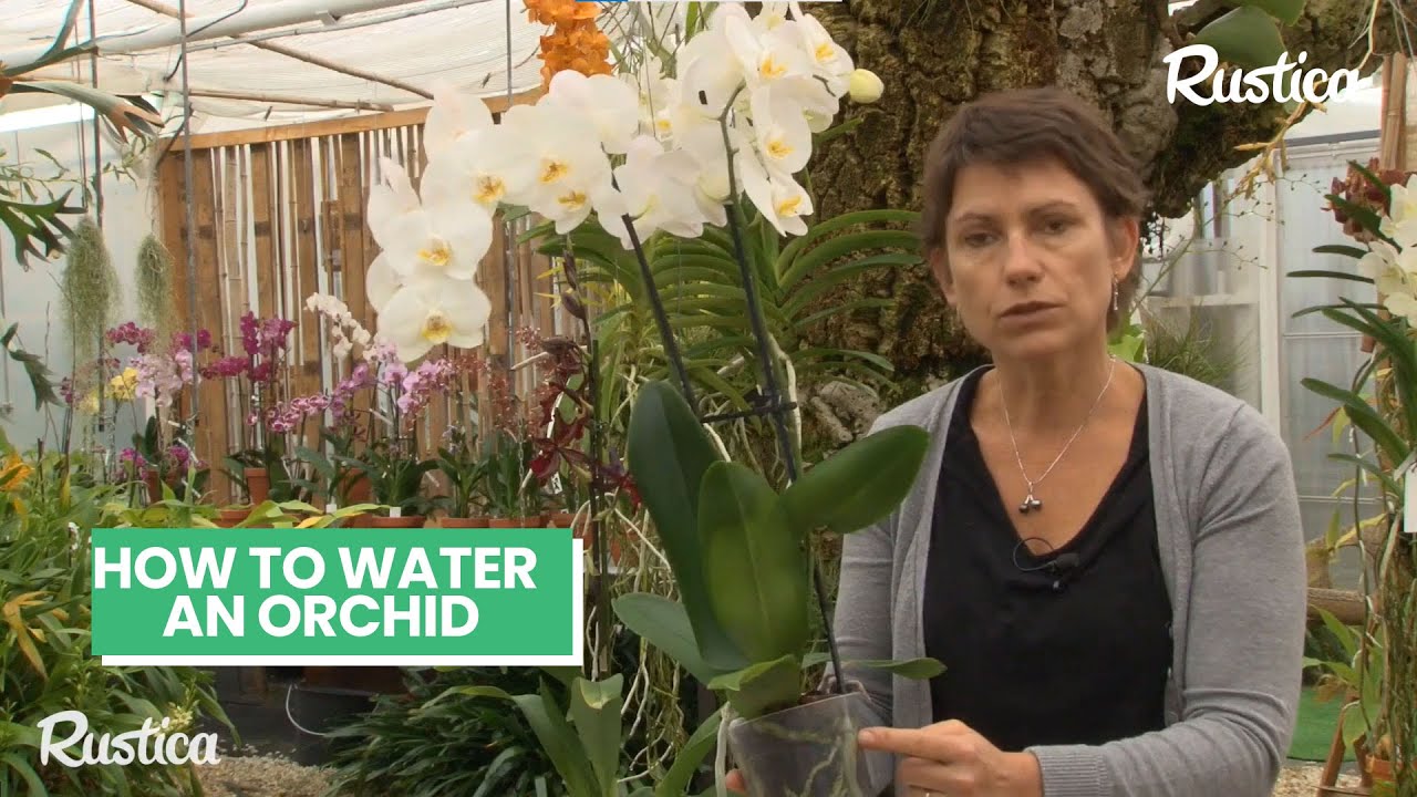 💧 Expert Tips on Watering Potted Orchids! 🌸 Keep Your Orchid Roots Healthy 🌿