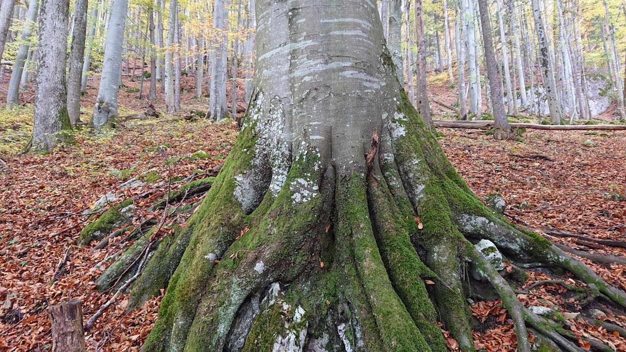 5/6 Pilgerwanderung nach Mariazell: Lilienfeld Bhf. (NÖ) -  Türnitz (NÖ)