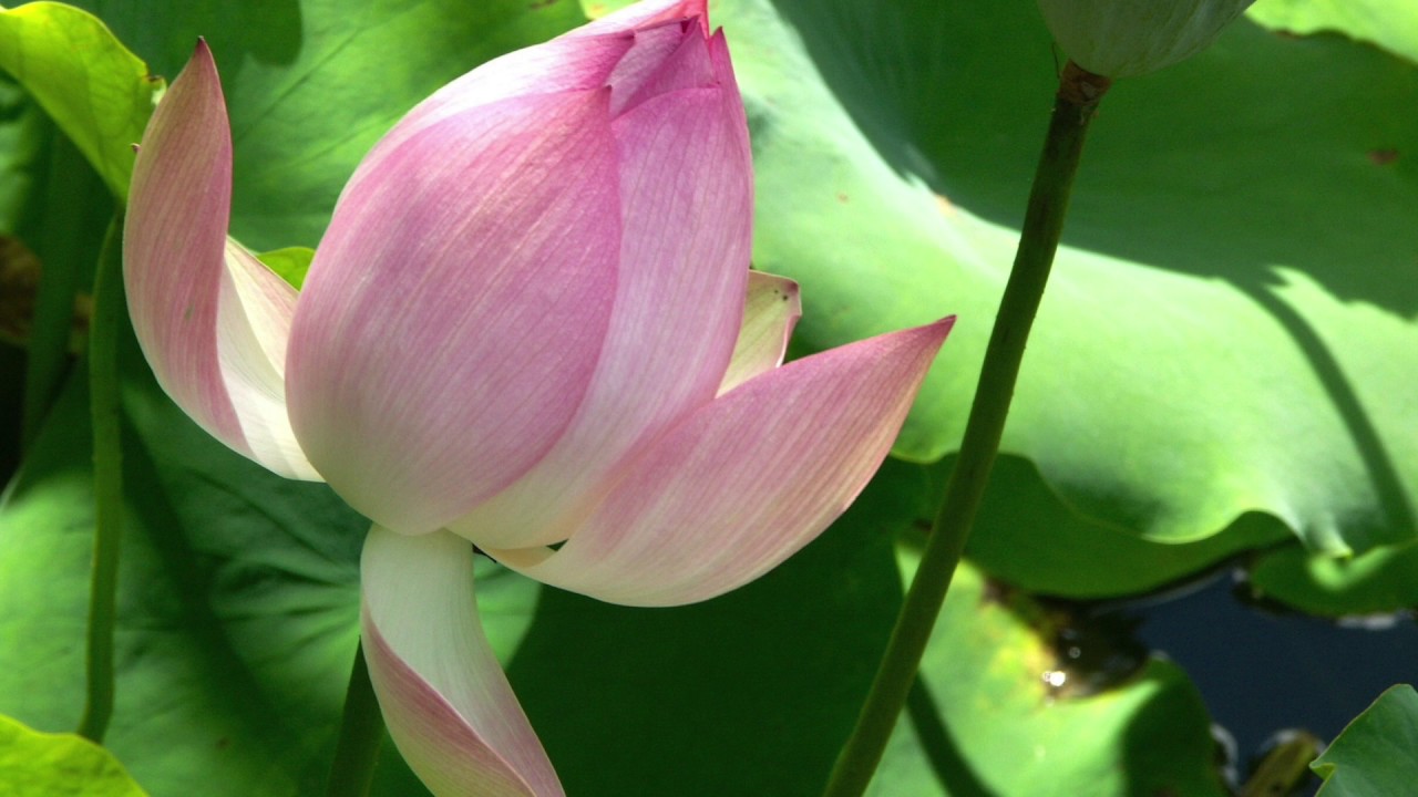 3 minuten adempauze - mindfulness meditatie oefening
