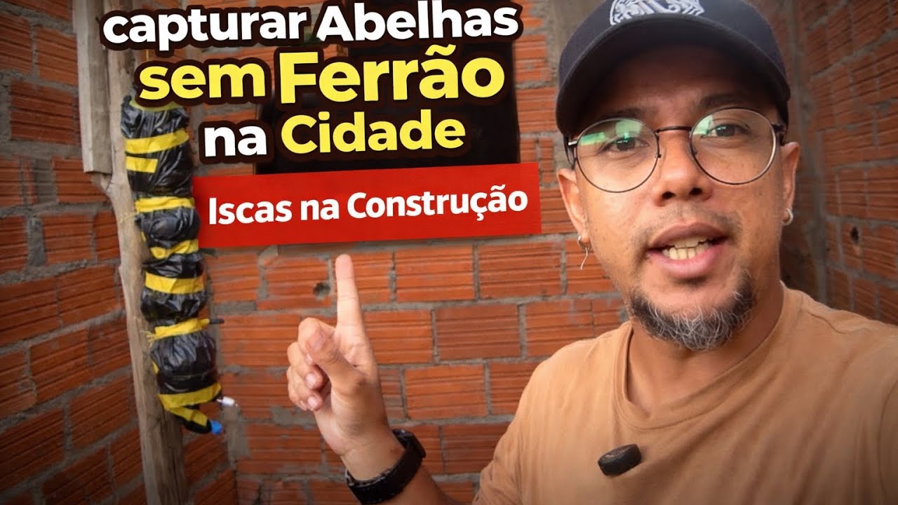 Será que Captura Abelha Sem Ferrão na Cidade? #isca #jataí #abelhassemferrao 