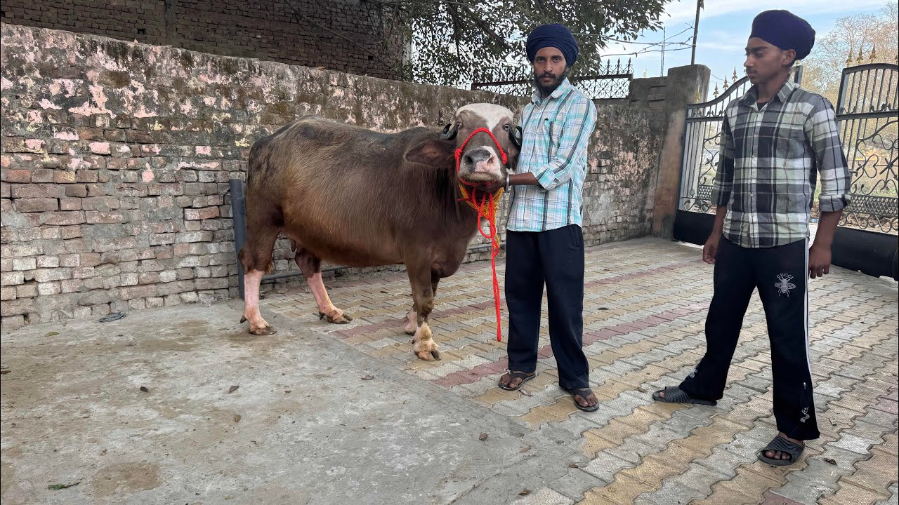 14-February 2026 Ph 82640-61463👈1  buffalo sale, Buri