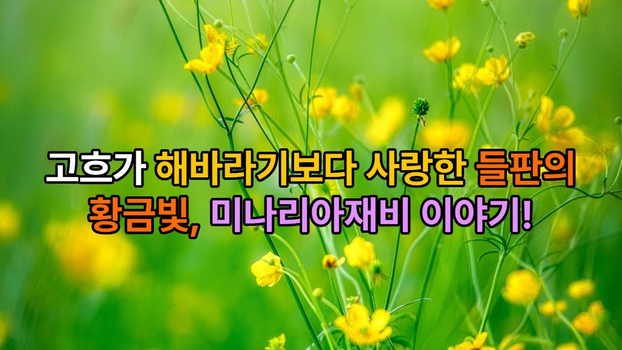 고흐가 해바라기보다 사랑한 들판의 황금빛, 미나리아재비 이야기 / 2월 18일 탄생화 미나리아재비 | 천진난만한 노란 꽃잎의 비밀