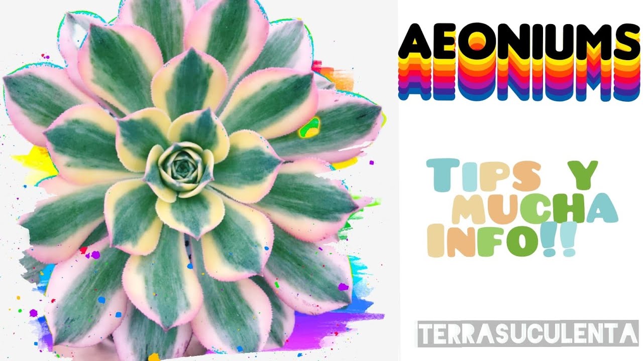 Aeonium tips de cuidados e identificaciones ❤️🌿 #tips  #suculentas #terrasuculenta #plantas #aeonium