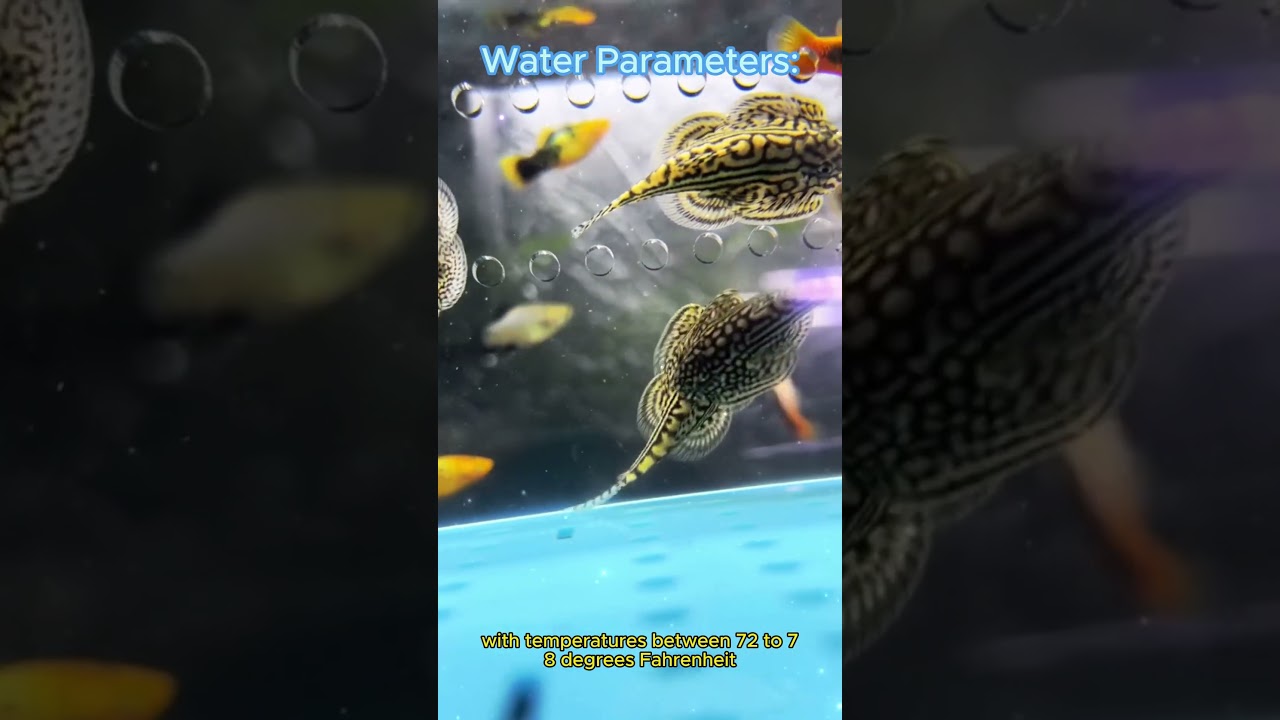 Hillstream Loach Care Guide in Under A Minute #trending #pets #viral #youtubeshorts #youtube