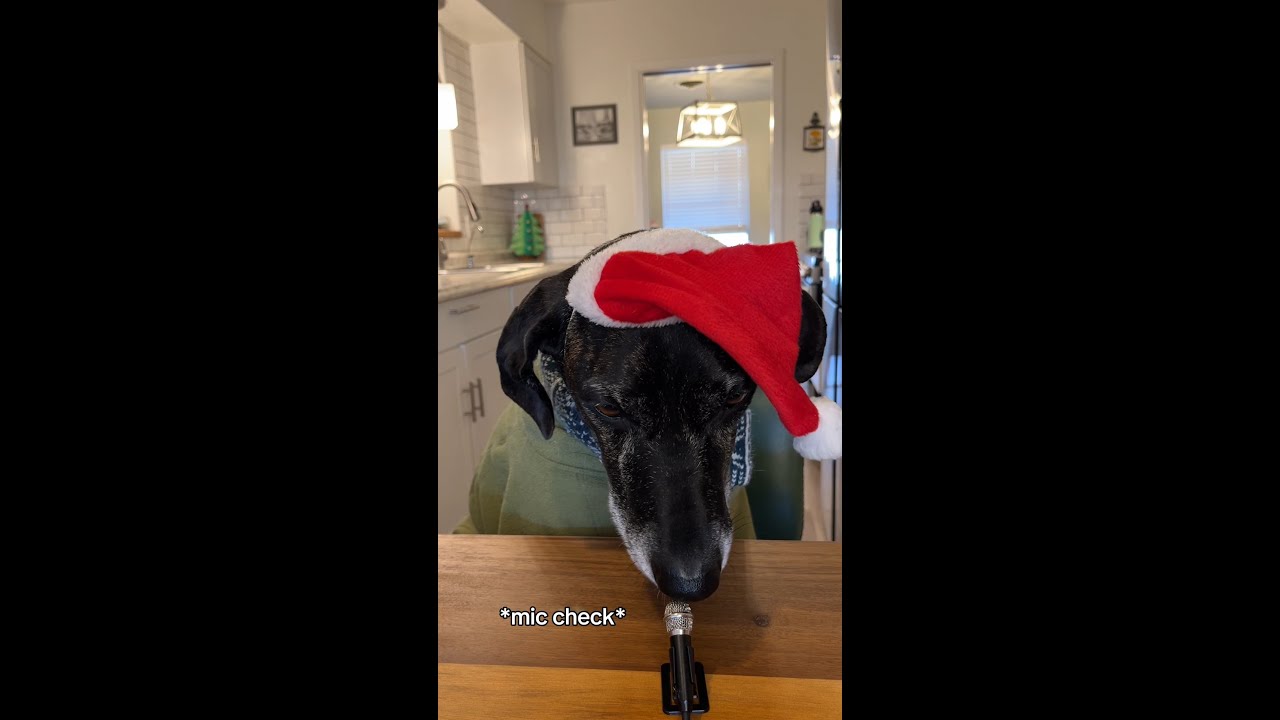 Can Dogs Eat Cranberries?