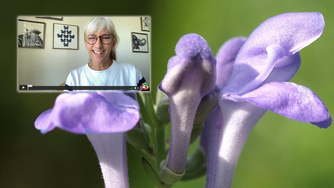 What is the Difference between American skullcap and Chinese skullcap?