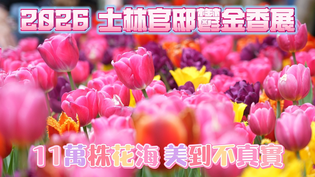 2026士林官邸鬱金香展開箱！今年最大花海在這區🌷真的超浪漫