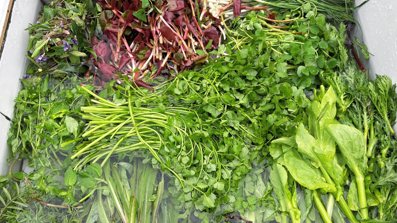 春天了，又到了摘各种野菜的季节 It's that time of year again to pick all kinds of wild vegetables