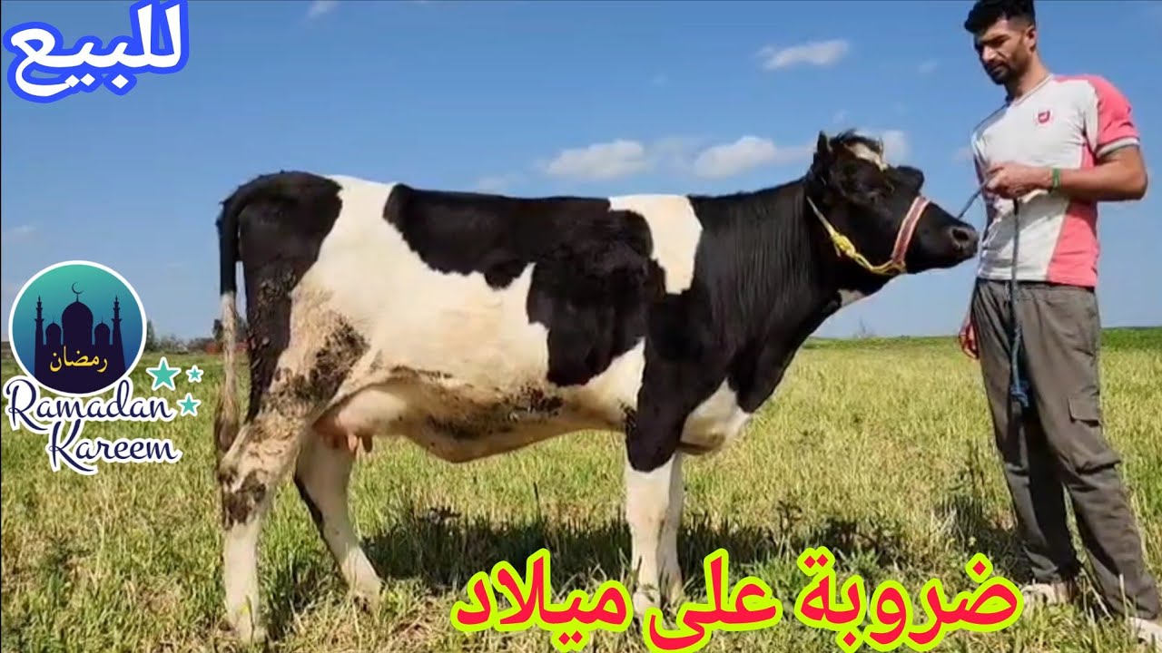 دائما الجديد💫بقرة على ميلاد ملقحة بالبلجيكي🥇إتصل 06.67.21.00.53 📞ألو سي عبد الرزاق نواحي الغرب🇲🇦 