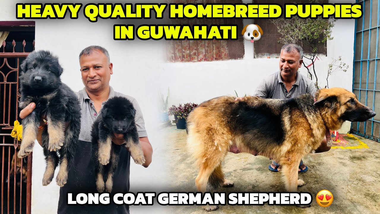 Heavy Quality Homebreed Puppies in Guwahati 🐶Long Coat German Shepherd😍