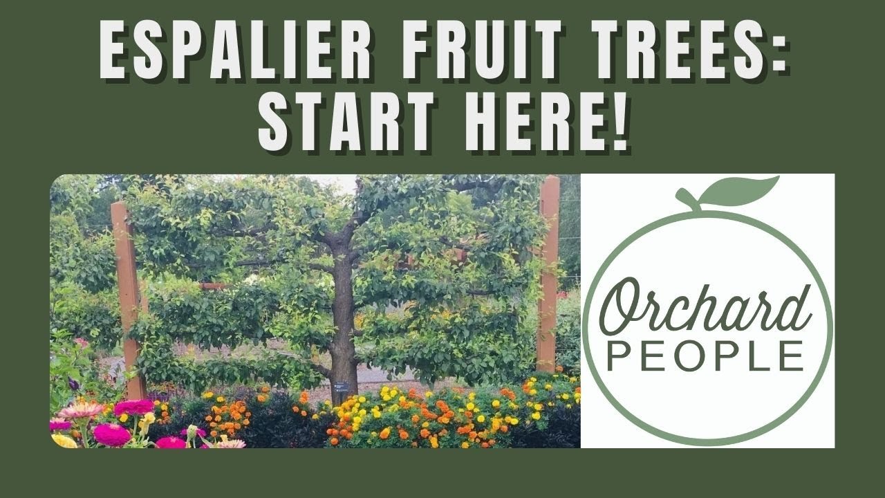 How to Espalier Fruit Trees: Rootstock Selection, Scions & Pruning 🍎 🍐 🍒