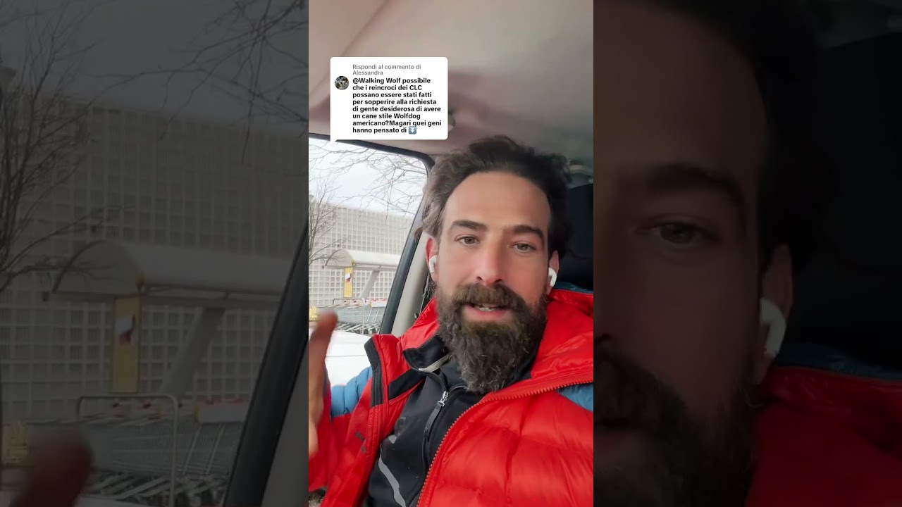 Risposta a è follia in qualsiasi misura‼️ walkingwolfofficial.com #lupocecoslovacco #cinofilia