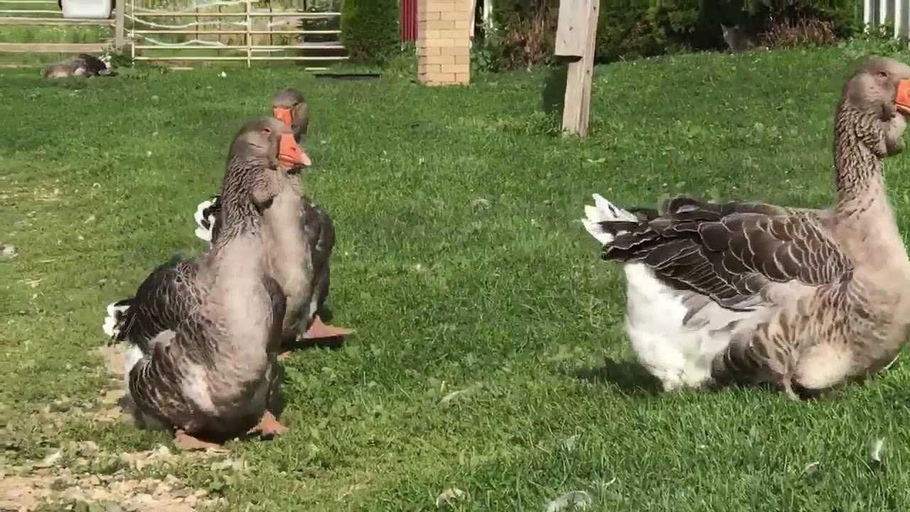 Chapel View's Geese