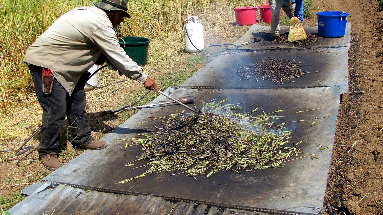The Art of Making Freekeh: A Traditional Green Wheat Delicacy