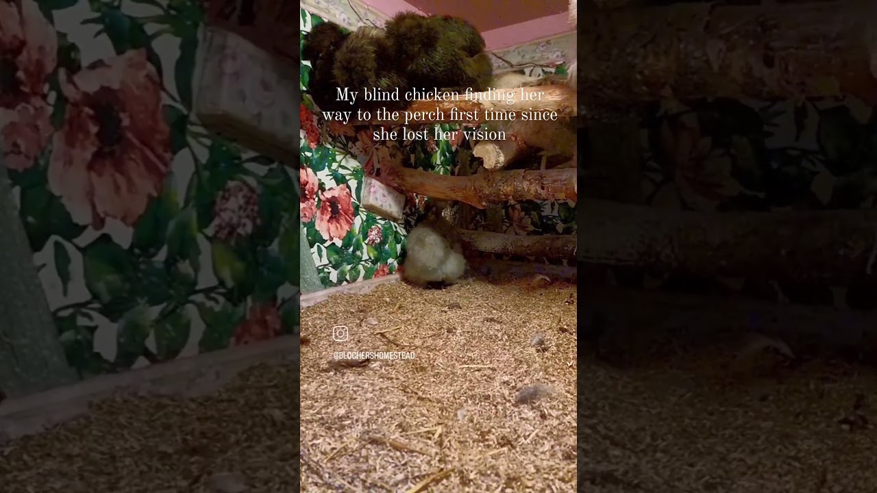 My blind chicken finding her way to the perch. 