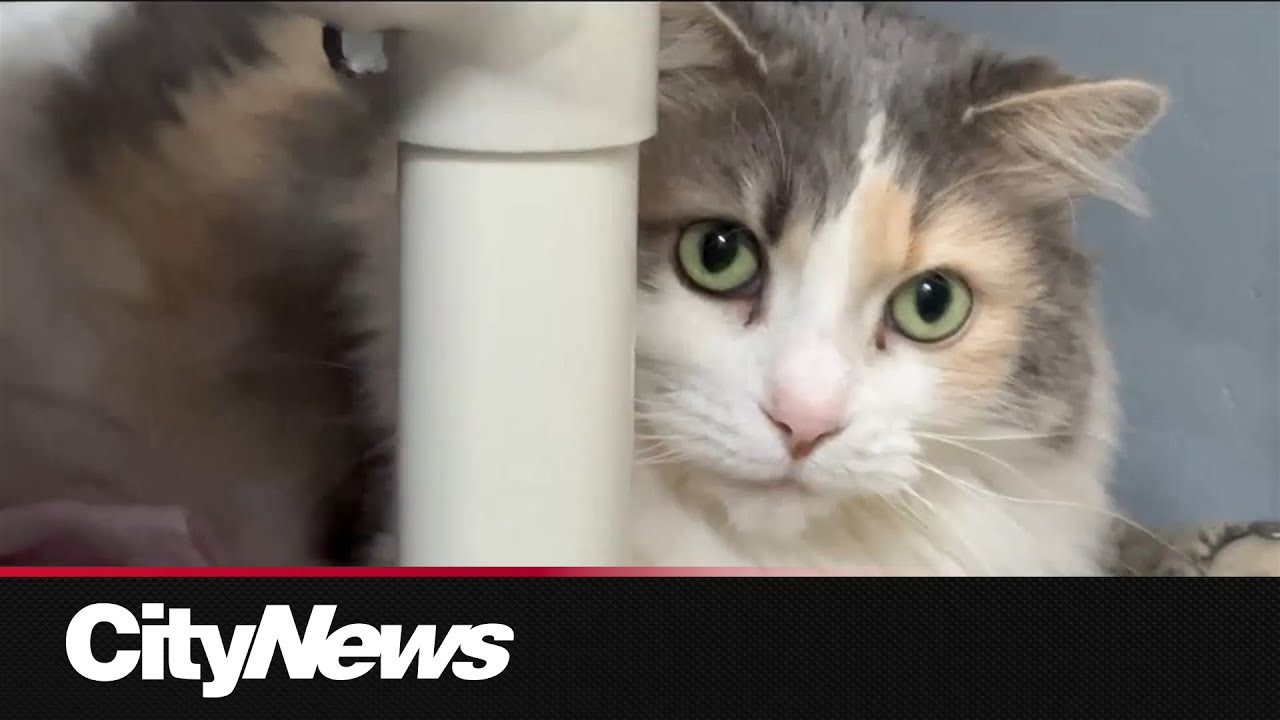 Weekend pet adoption drive a huge success, says OSPCA