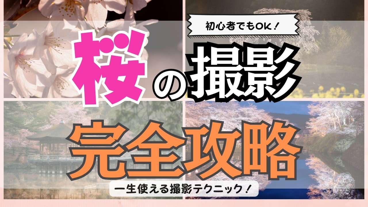 【保存版】桜の撮り方完全攻略！構図・光の使い方・カメラのコツを徹底解説！！