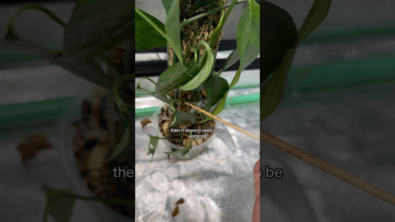 How to avoid root rot in moss poles!! #plants #houseplant #indoorplants