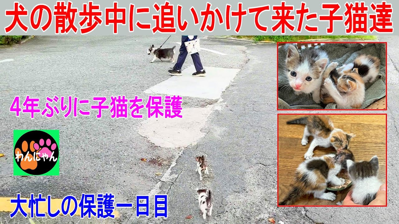 犬の散歩中に追いかけて来た子猫達