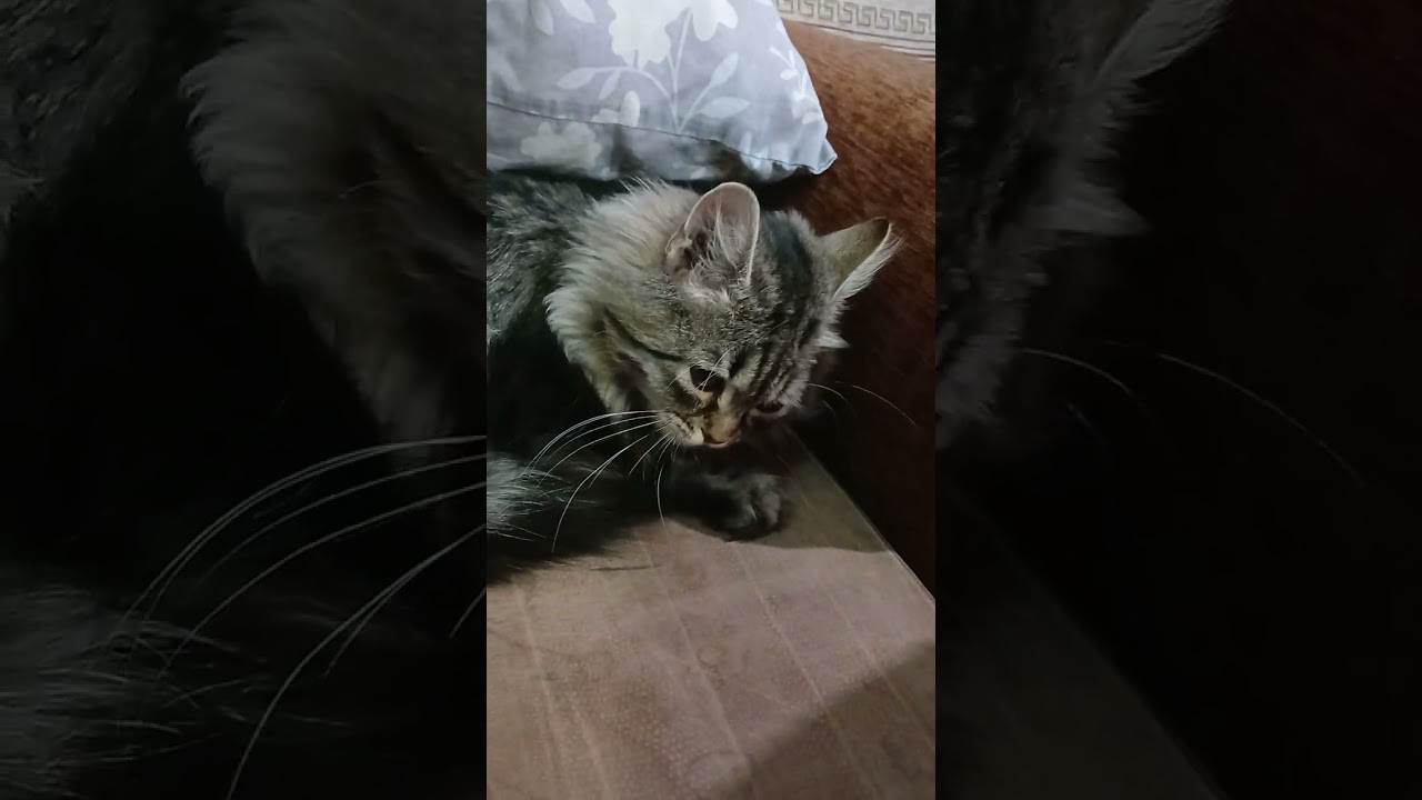 Мой любимый кот ларри #cat