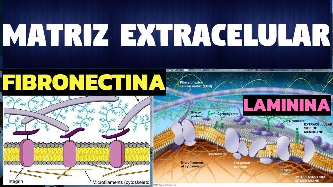 TODO SOBRE LA MATRIZ EXTRACELULAR | FUNCIONES Y ESTRUCTURAS |