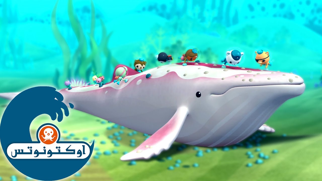 أوكتونوتس | 🐋⛑️ عمليات إنقاذ الثدييات البحرية | حلقات مجمعة